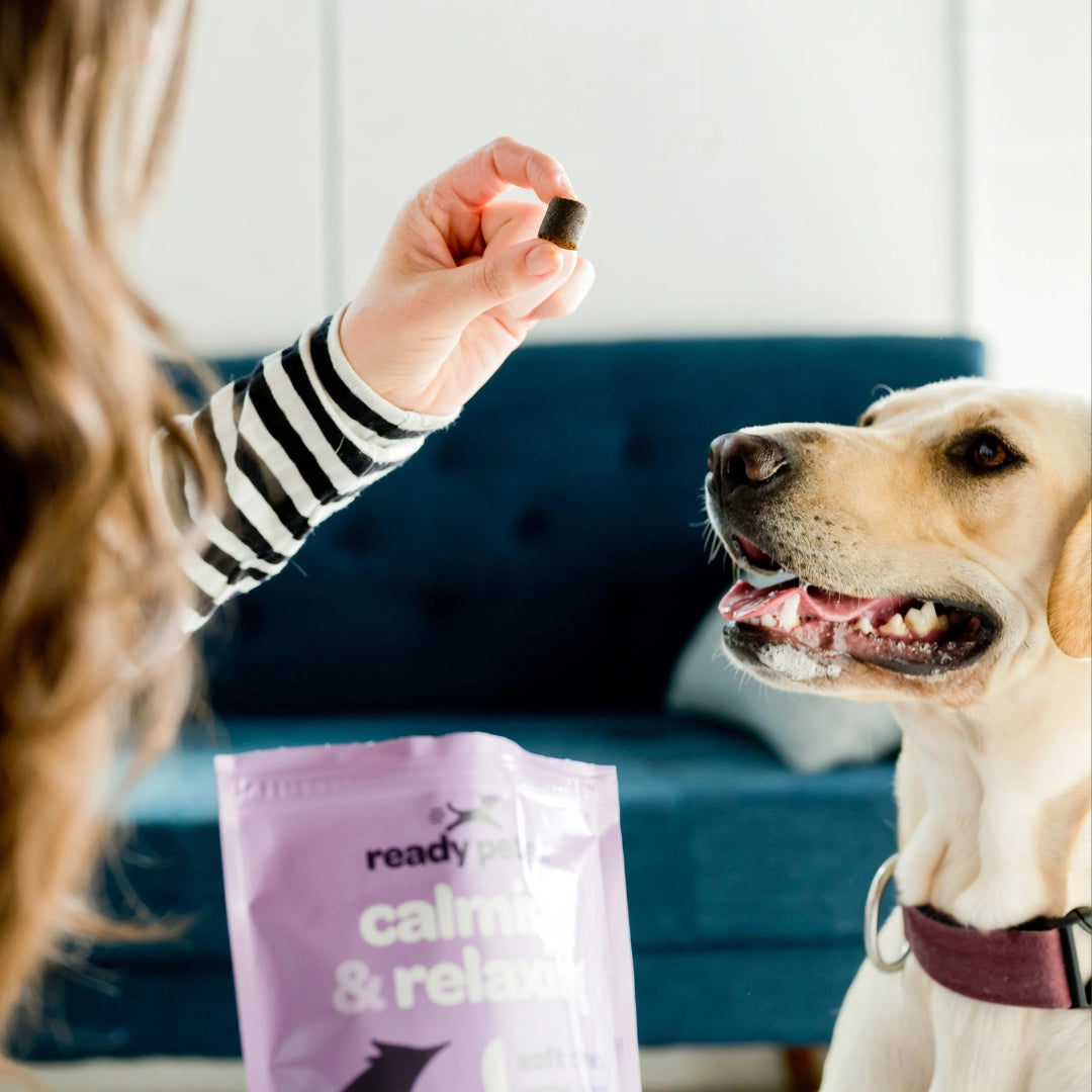 Ready to GO - Calming & Relaxing Dog Chews For Anxiety & Stress Relief